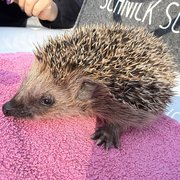 Igel Igel