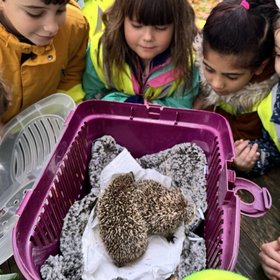 Igel2