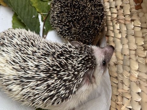 Igelbesuch27