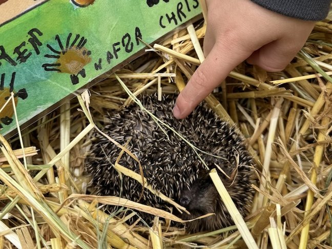 Igelbesuch32